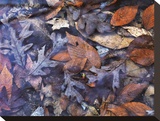Water Leaves