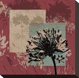 Agapanthus   Lily of the Nile IV