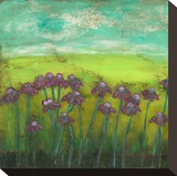 Cone Flowers on Lime Hill I