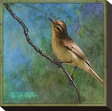 Vireo