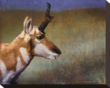 Pronghorn