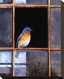 Bluebird Window