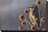 Meadow Lark