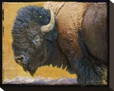 Bison II