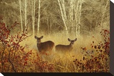 Foggy Deer