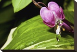 Bleeding Heart Drop