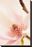 Blooming III