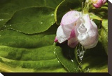 Apple Blossom Drop