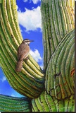 Cactus Wren