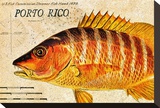 Vintage Color Fish  Porto Rico: US Fish Commission Fish Hawk 1900