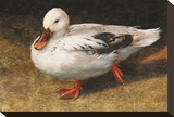 White Duck