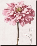 Pink Zinnia I