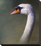 Mute Swan
