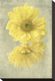 Daisy Reflection II