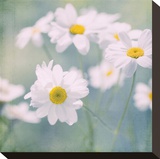 Feverfew I