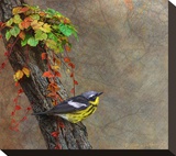 Magnolia Warbler