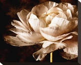 Ranunculus I