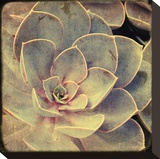 Green Rose IV