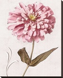 Pink Zinnia II