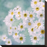 Feverfew II