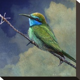 Bee Eater