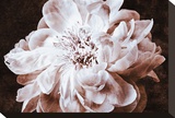 Sepia Peony I