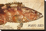 Vintage Color Fish: Porto Rico  US Fish Commission Fish Hawk  1899