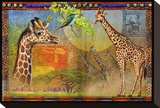 African Giraffe