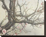 Apricot Creeper