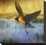 Barnswallow