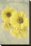 Daisy Reflection I