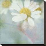 White Daisy I