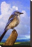 Scrub Jay