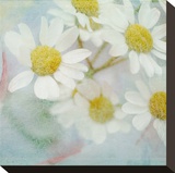 White Daisy II