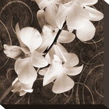 Sepia Orchid I