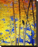 Autumn Raven