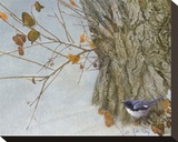 Late Snow Warbler
