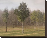 Army of Trees