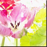 Pink Parrot Tulip