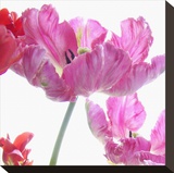Parrot Tulips