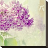 Lilac Reflection