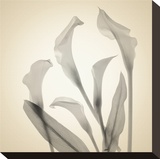 Calla Lilies