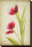 Red Tulips V