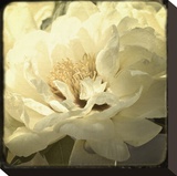 Peony with Red