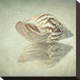 Sea Shell