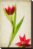 Red Tulips IV