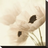 Pink Poppies