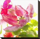 Parrot Tulip