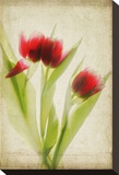 Red Tulips III