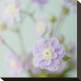 Blue Flower